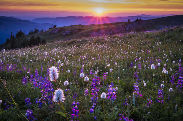 夕阳下的山野花