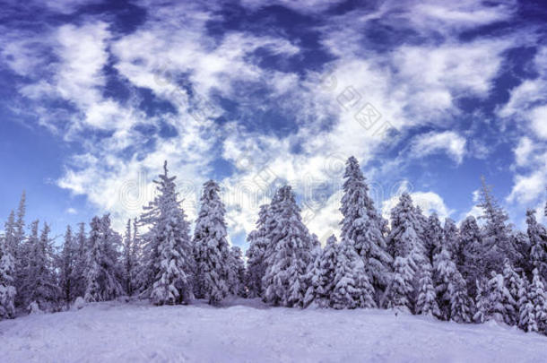 喀尔巴阡山滑雪胜地的白雪覆盖的树木山.全景.