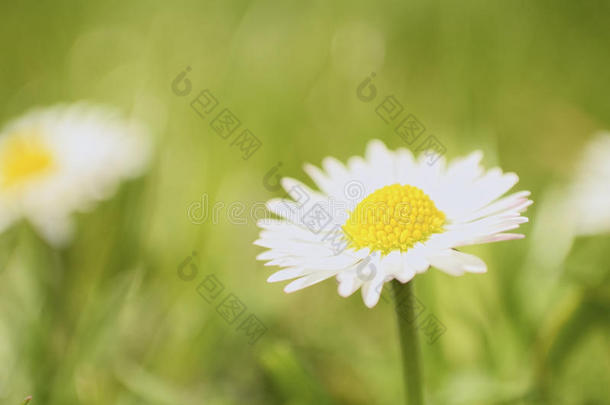 草地上的雏菊