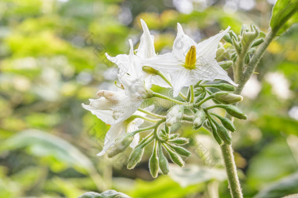 树上的火鸡浆果花