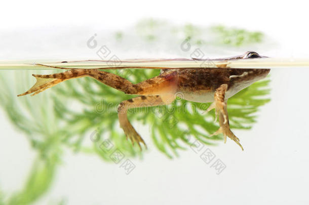 水生植物中的小青蛙