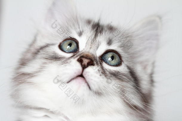 西伯利亚小猫，银色版，小狗