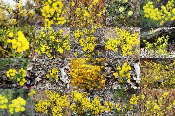 春天澳大利亚西部达达努普弯弯曲曲的小溪自然保护区的芬芳蓬松的黄色枝条。