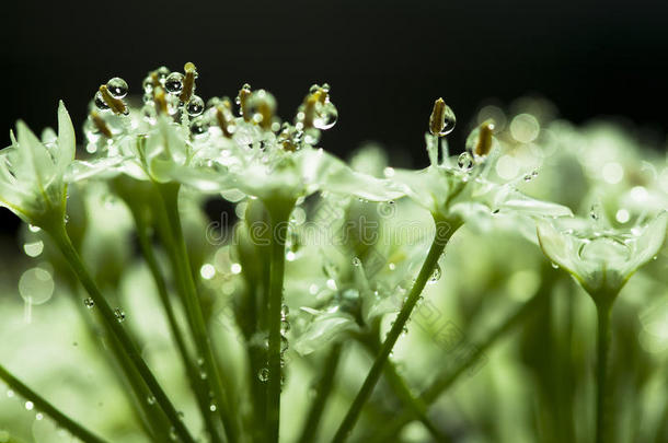 韭菜花露水