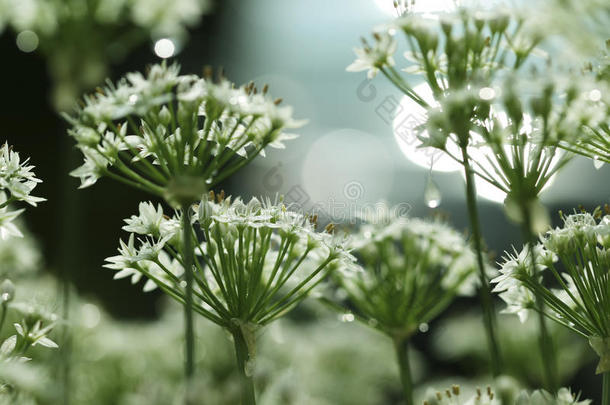 韭菜<strong>花露水</strong>