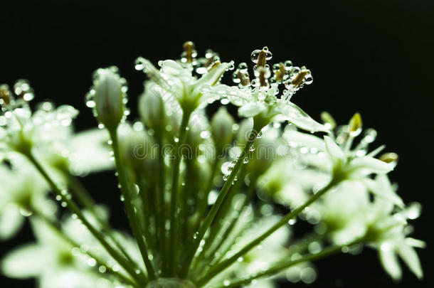 韭菜花露水