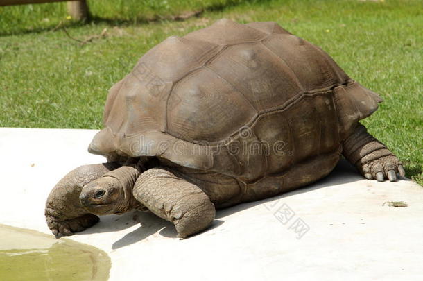 巨型乌龟-阿尔达布兰乌龟-乌龟