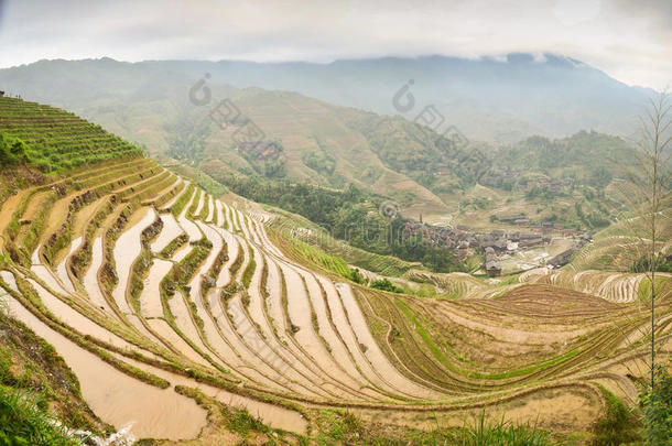 中国龙胜水田