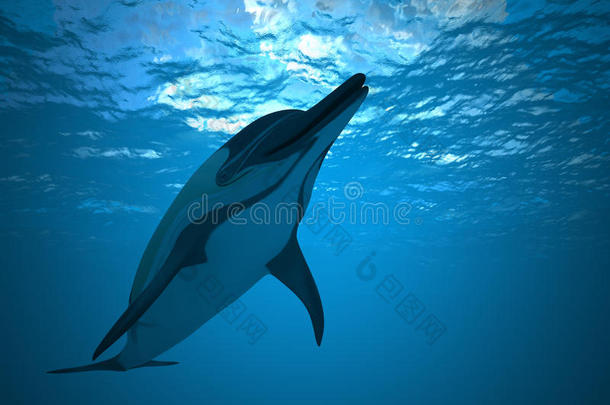 水下海豚