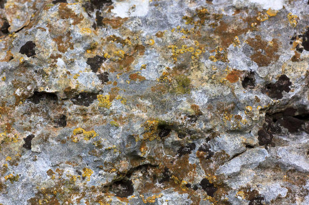 黄绿色苔藓的老石头表面