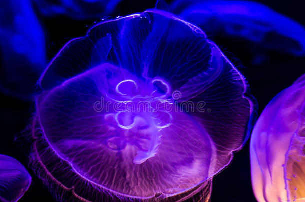 几只美丽的水母悬浮在水中的生物发光特写