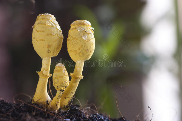 黄蘑菇3