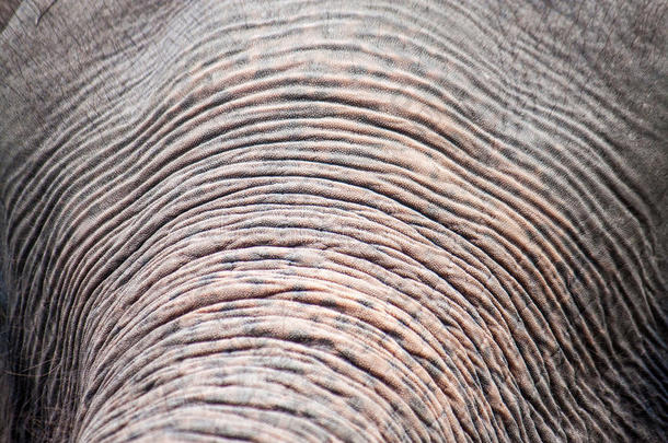 大象鼻子的细节