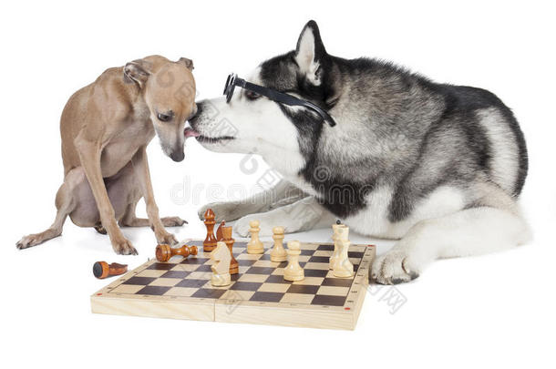 两条狗（意大利灰狗和西伯利亚哈士奇）下棋