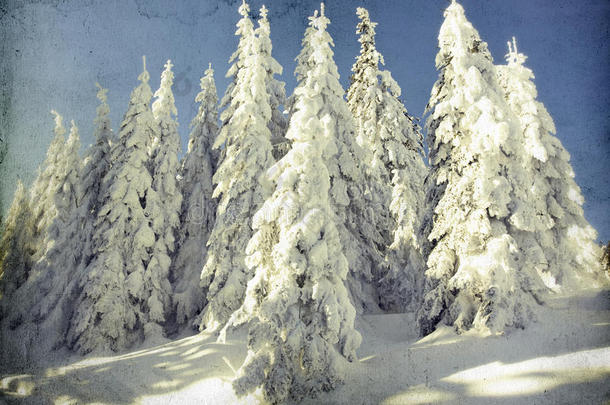 雪松冬季景观复古照片
