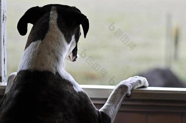 一只伤心的狗站在窗外望着窗外
