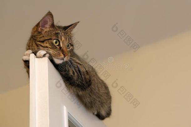 在，休息猫在门的顶部在模糊的灯光背景下，可爱的搞笑猫近距离，小困懒猫，家猫