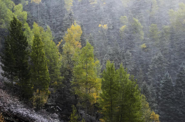 科罗拉多州<strong>斯奈</strong>费<strong>尔斯</strong>山脉暴风雪中的松林