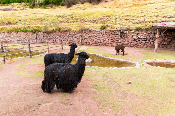 秘鲁美洲驼。南美秘鲁的美洲驼、羊驼、山羊驼的农场。安第斯动物