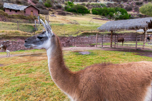 秘鲁美洲驼。南美秘鲁的美洲驼、羊驼、山羊驼的农场。安第斯动物