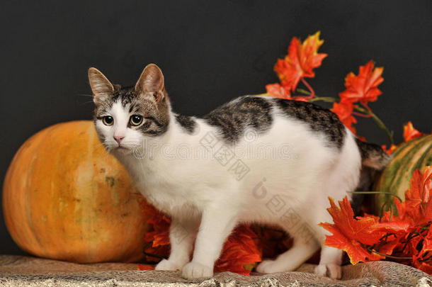 秋天的南瓜猫