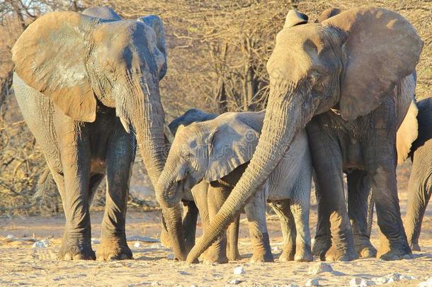 大象，非洲-非洲野生动物背景-三代同堂