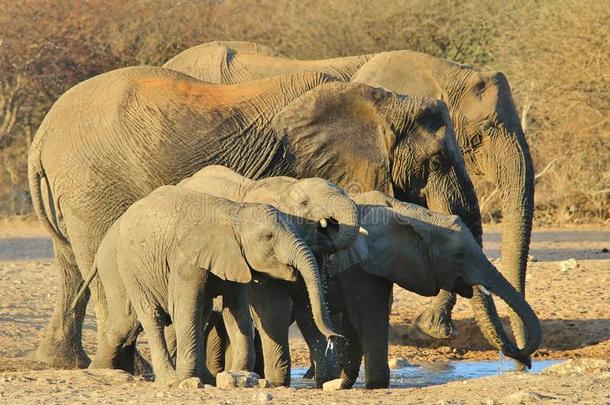 大象，非洲-非洲野生动物背景-版式家族