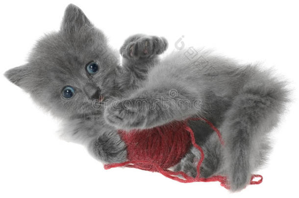 玩毛线球的小猫