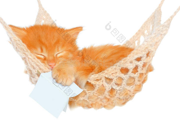 可爱的红发小猫在吊床上翻书睡觉
