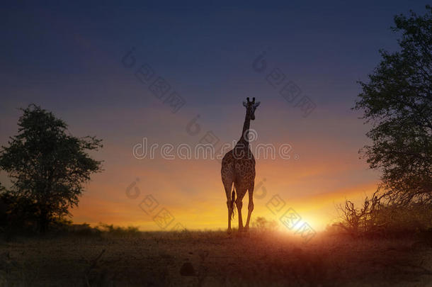 非洲长颈鹿在日落时行走
