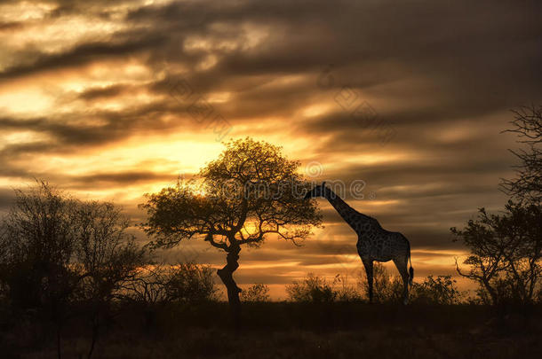 非洲长颈鹿在日落时吃东西