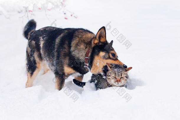 雪中的猫狗