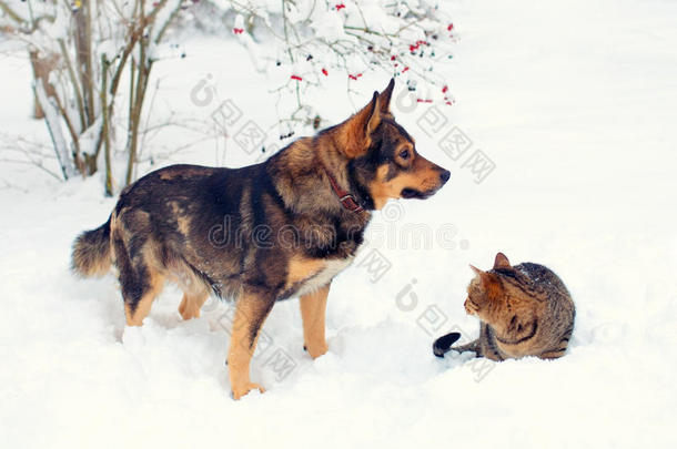 雪中的猫狗