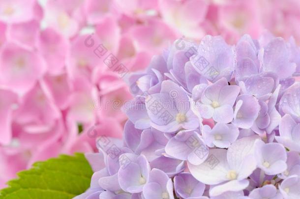 美丽的紫<strong>粉色绣球</strong>花