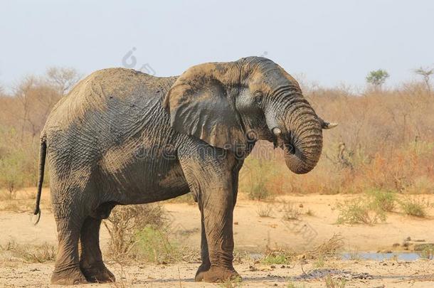 大象，非洲-非洲野生动物背景-泥巴温泉和皮肤健康治疗