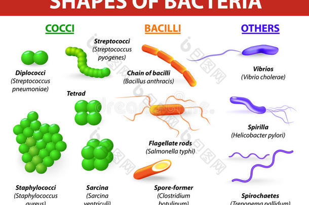 细菌类型