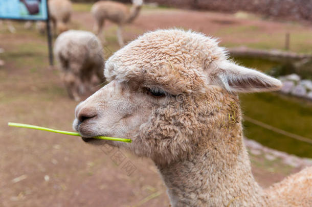 秘鲁羊驼。美洲驼，羊驼，秘鲁维库纳的农场，南美洲。安第斯动物。