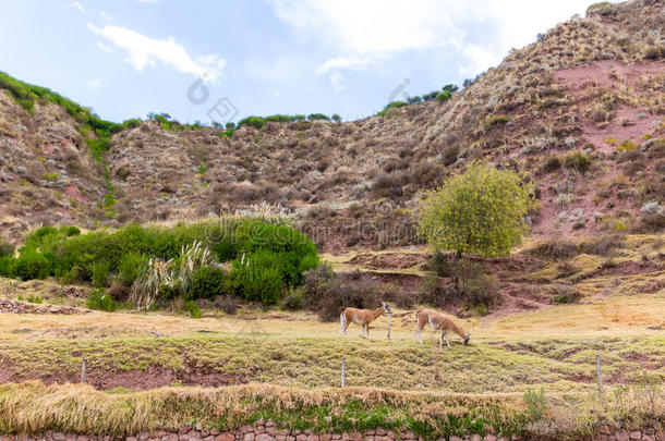 秘鲁羊驼。美洲驼，羊驼，秘鲁维库纳的农场，南美洲。安第斯动物