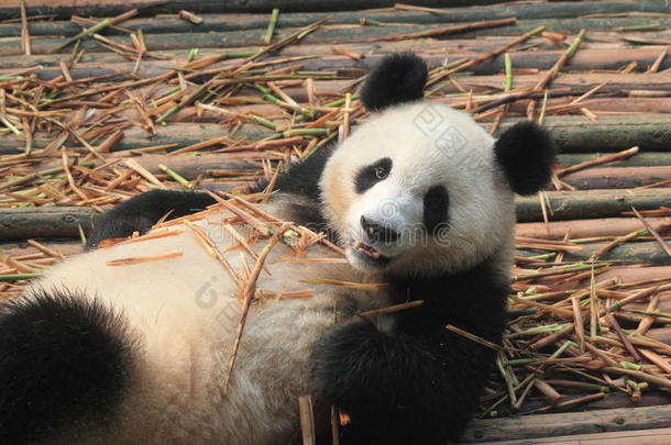 大熊猫熊动物陆生动物口鼻食肉动物野生动物