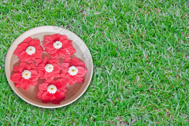 红花漂浮在青草和水泥地上的碗里。