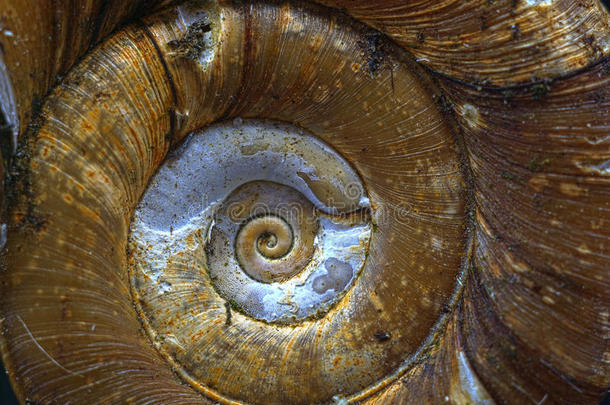 单尾蜗牛壳