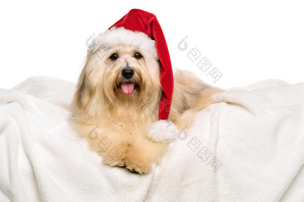 白色毯子上可爱的红色圣诞哈瓦那狗