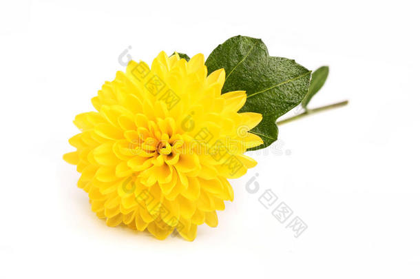 枝上的黄色<strong>小菊</strong>花。