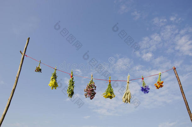 鲜瓦里奥斯夏季中草药串成束