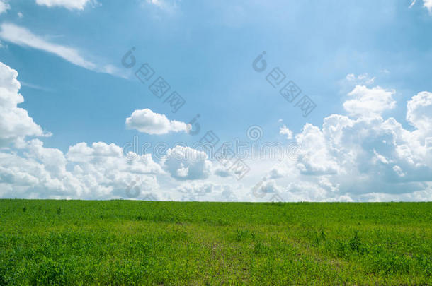 晴朗的夏日草地，蓝天白云