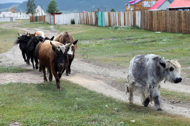 蒙古牛