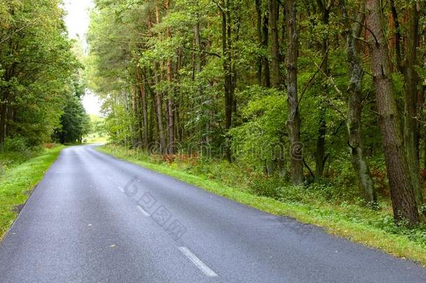 早秋波兰森林沥青路景观