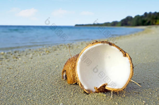 沙滩上开的椰子