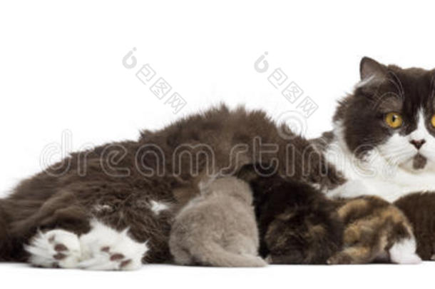 英国长毛猫躺着喂食的侧视图