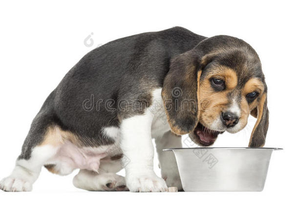 一只小猎犬在狗碗里吃东西的侧视图